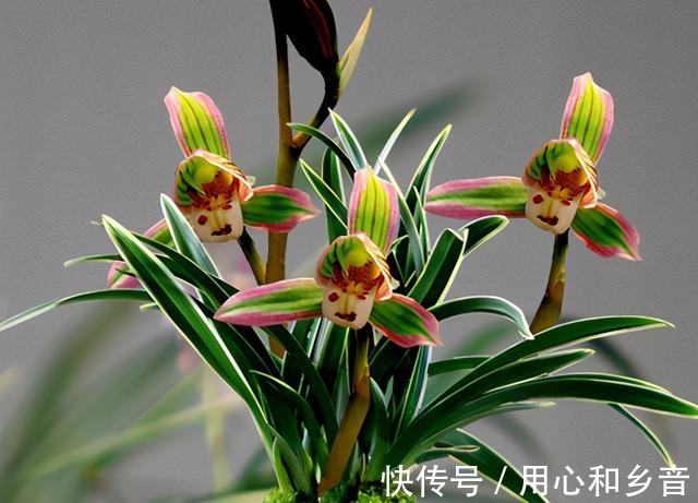 帝王妃兰花|这种兰花极具“帝王气息”，一花双色，兰香浓烈，新手也能养爆盆！