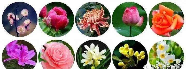 中国的十大名花,你知道几个?