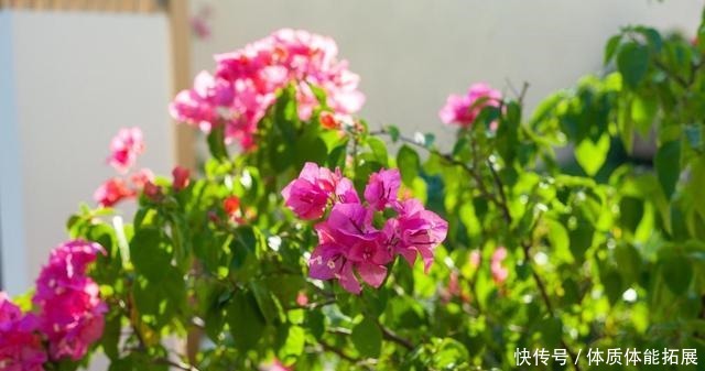 三角梅“黄叶”不开花,用这2种水浇一浇,叶子油绿,满头花!