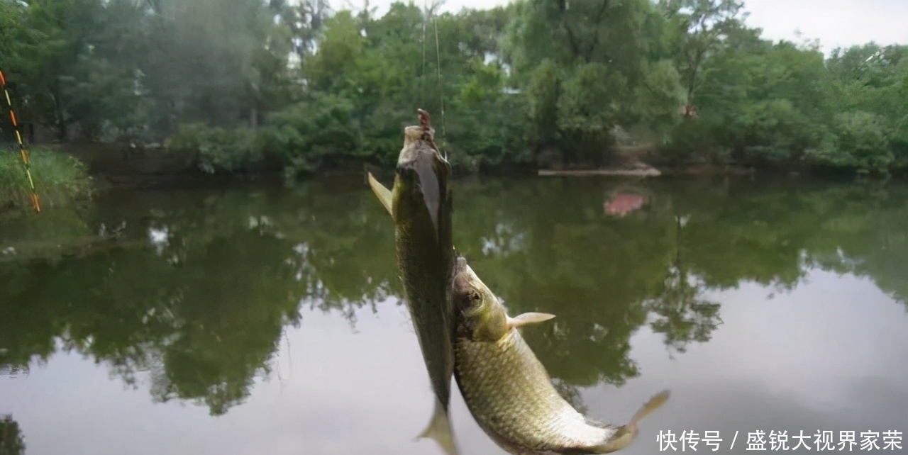 入夏后,野钓鲫鱼的四点建议,能让渔获稍微好一些