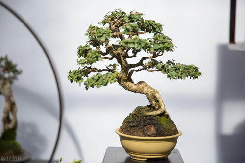  植物花卉|别再为浇水发愁了，给你支招“10多10少”浇水法，比啥方法多管用