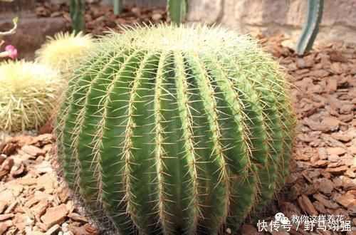 金钱树|太省心的花，1个月浇一次就行，叶子长的还超旺盛！