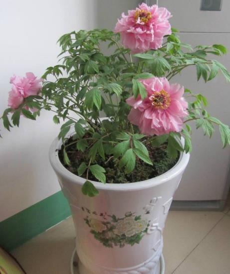 高手养牡丹,却能盆盆养得又大又美,原来是掌握了“4个套路”