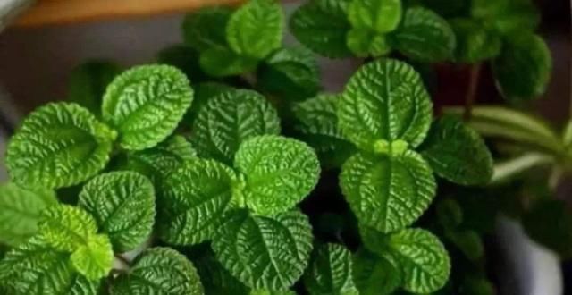 这“2种花”二手烟最怕,客厅摆1盆,空气新鲜,身体棒