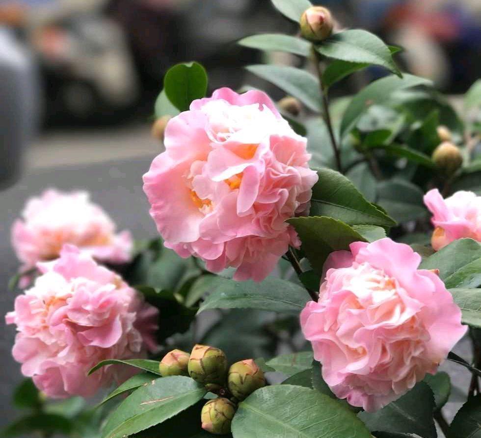 花苞|怎样才能让茶花多开花？做到3个技巧，防止花蕾掉落，花开不停