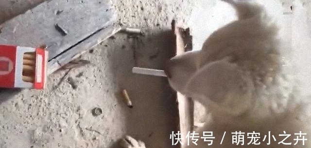 姑爷|新来的姑爷给亲戚上烟，连狗都没落下，是个讲究人啊