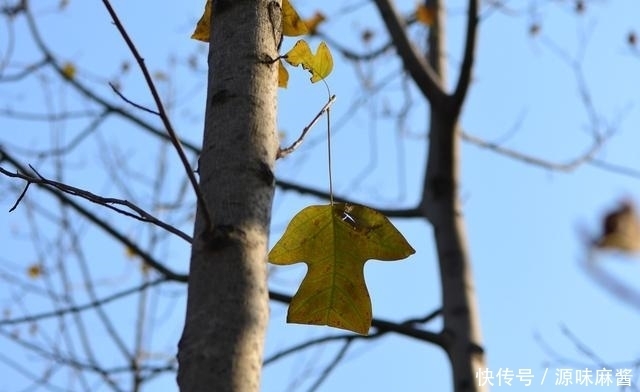 园丁！|又见鹅掌楸，树枝上谁家落下的小褂子呀 | a5256