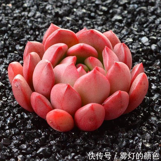 8款红色系多肉,阳台载几盆,家里红火又喜庆