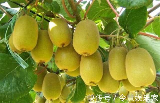 夏威夷果|身体健康吃出来,多吃3种健康食物,美味营养,清理体内垃圾