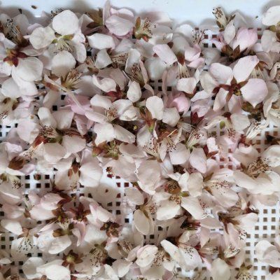 桃花美容酒 粉紫色