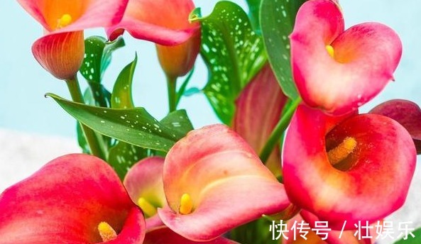 休眠|养花就养“花叶两绝”的，花开挺秀雅致，花苞洁白，宛如马蹄，美