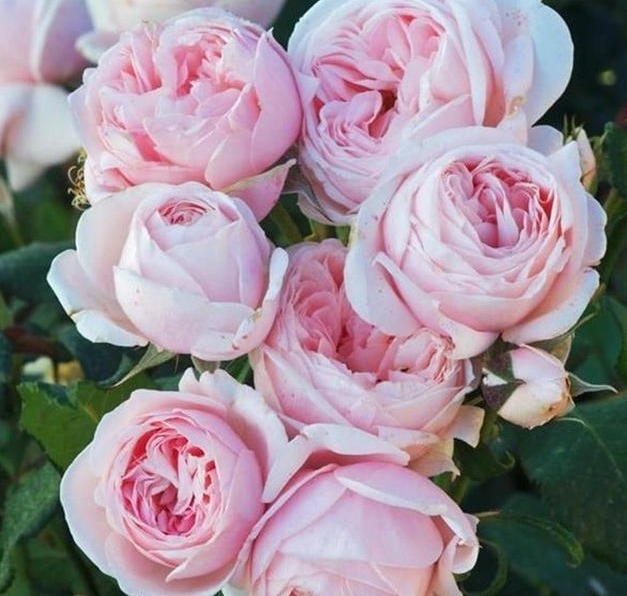 分枝|月季寿命有多少年养的时间越久长的越差,开花又少又小怎么办