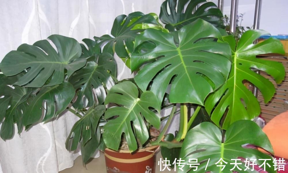 种养龟背竹,花盆里埋几粒它,长势变旺盛,叶片宽大油绿不发黄