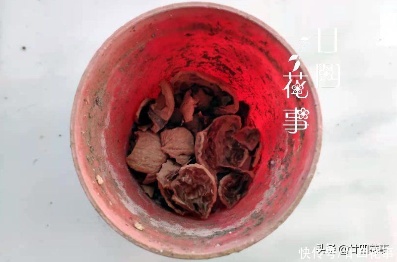 春节常见4种“废壳”，是养花“宝贝”，透气疏水，补肥效果好