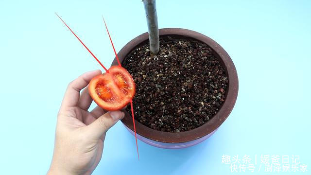 西红柿烂了别丢,越烂就越好,以前丢浪费了