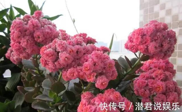 最适合初春扦插的花卉,生根迅速易爆盆,错过还要再等一年!