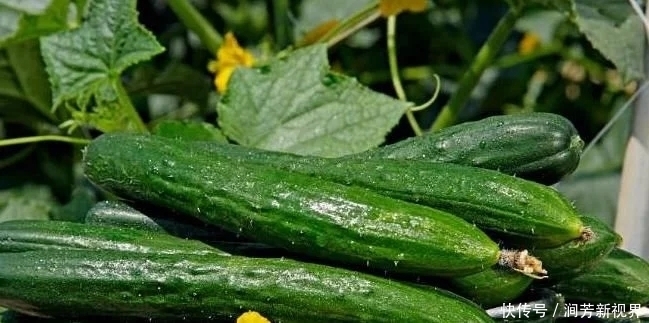黄瓜虽好但不能乱吃,吃黄瓜注意2大“禁忌”,吃错就是害自己!