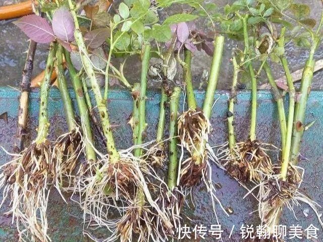 1粒小药片,碾碎丢水里,花像吃了兴奋剂疯长