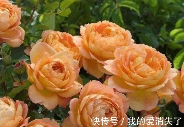 熊孩子|小孩子不懂事,摘了邻居几朵花,被邻居骂爹骂娘,大家说至于吗?