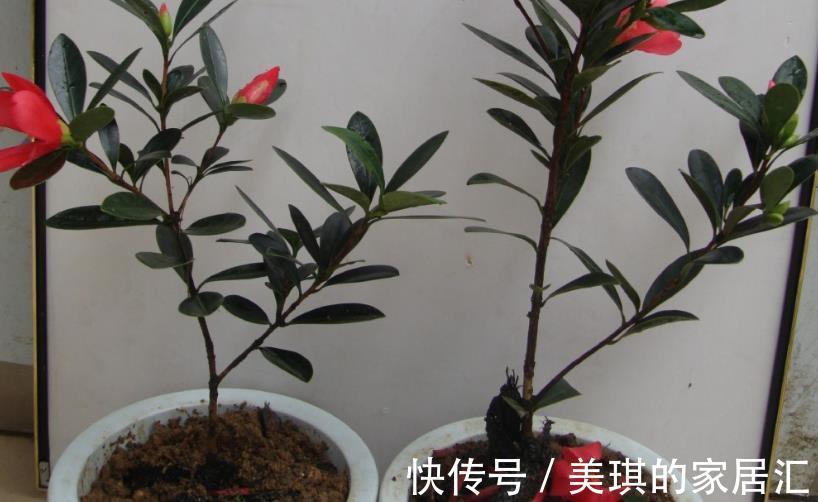 高温|夏季高温，养盆四季杜鹃茶，满足3要点，花期持续一整年