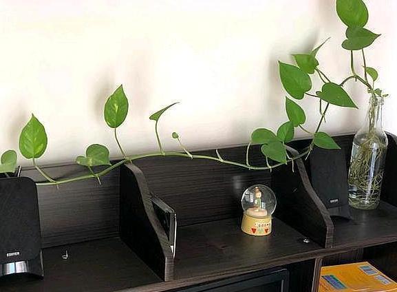 办公室水培绿萝,如何养护到位迎合5点小要求,茎叶四季常青
