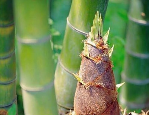 骨质疏松|竹笋营养价值高，但以下4类人不能吃，吃了就是“没病找病”！