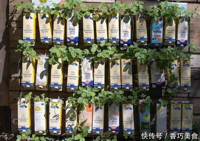 常用的一些生活用品,变成园艺工具,用来养花太方便了