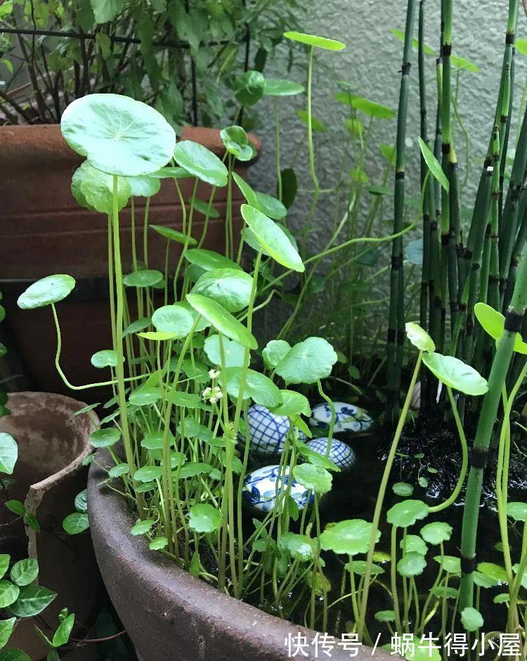新手|水陆两栖的铜钱草，掌握三大技巧，园艺新手也能养好它
