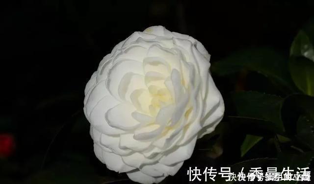 花中娇客|中国传统名花“花中娇客”,30种茶花一开,美了十里八乡