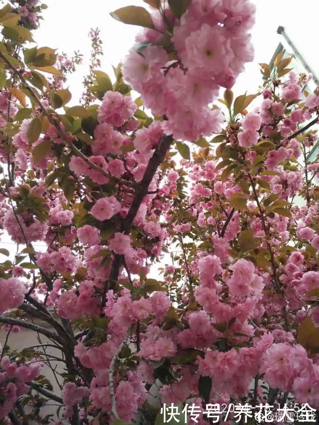 院子里种3种花，气质更高级，谁见都要夸