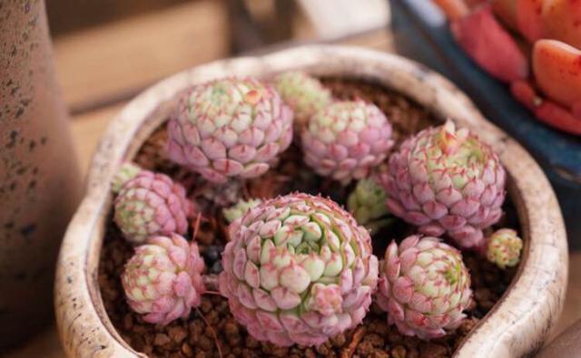 叶片|这些多肉是颜值担当,口碑却褒贬不一,喜欢和嫌弃严重“两极化”