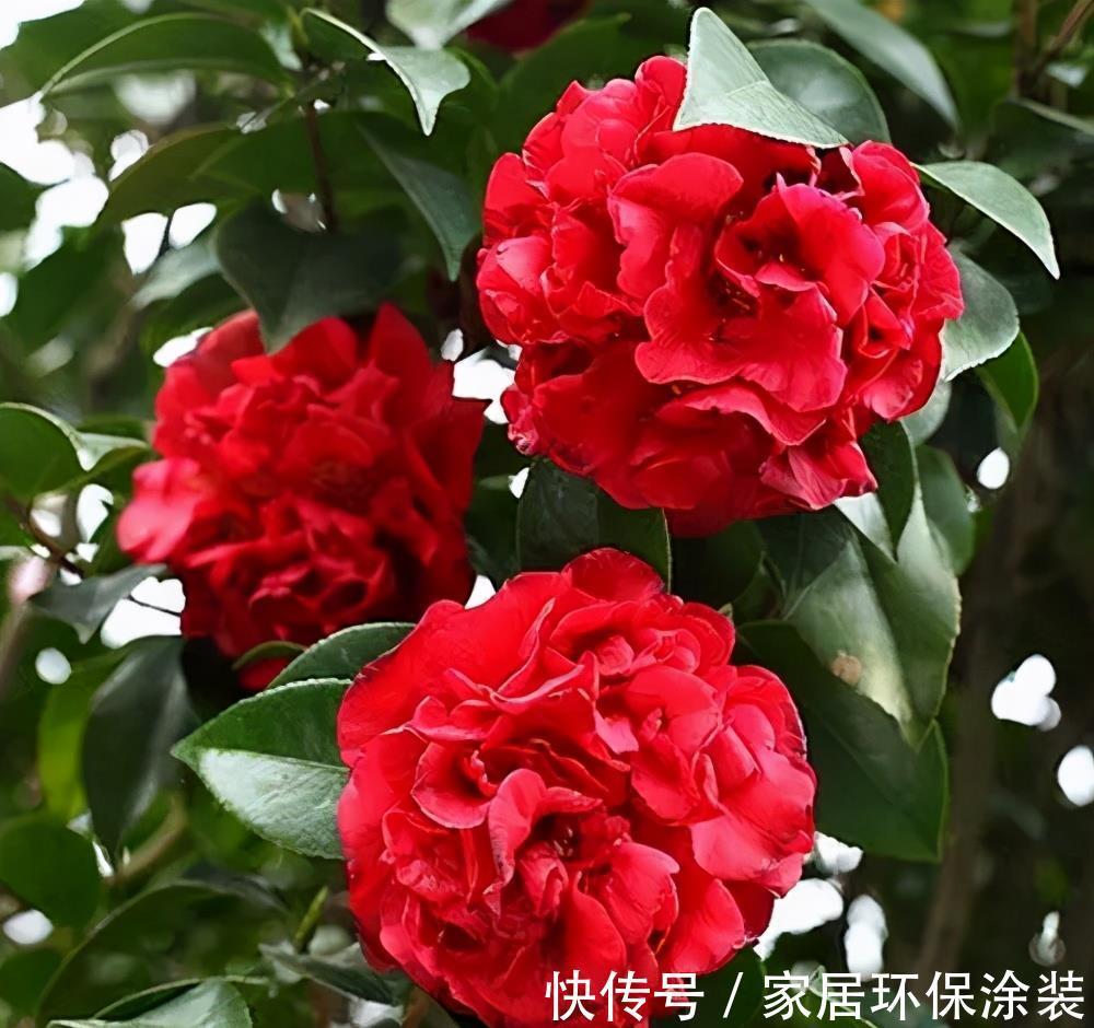 绿萝|月季花丢了吧！此花耐旱耐寒，比牡丹还美，比绿萝好养，花香四溢