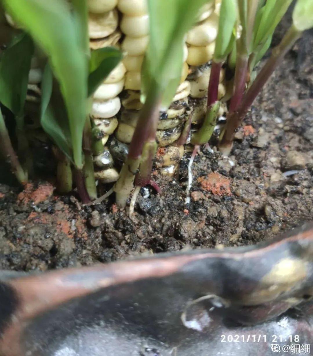 玉米棒子插盆里,7天冒出小森林,比绿萝吊兰好看