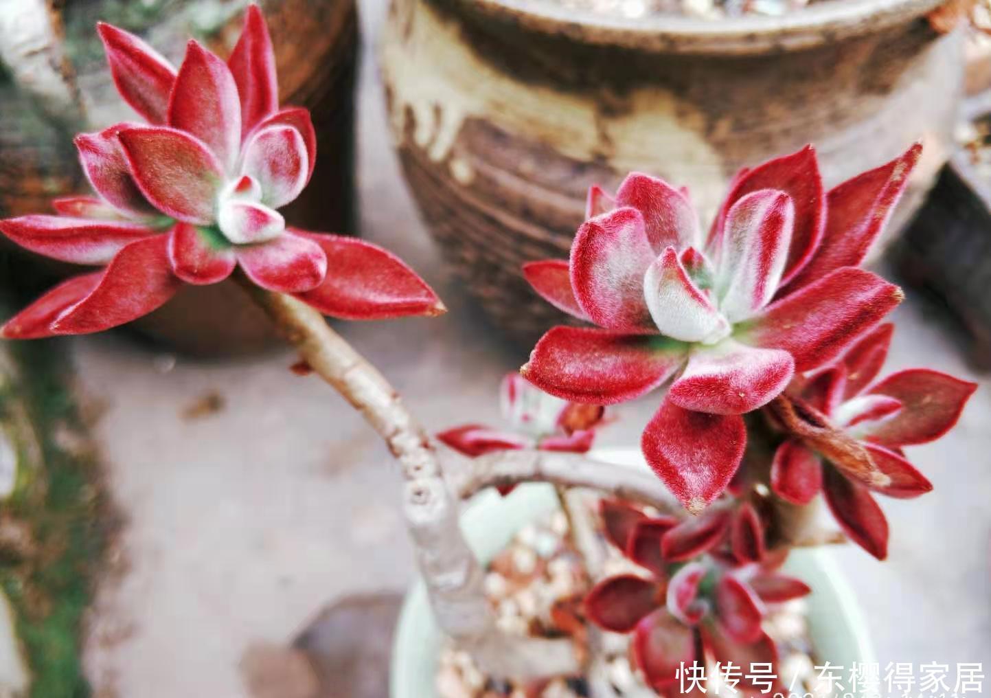 红宝石|大家哪种多肉养得最好?虽然我的多肉不少,但最满意的还是红宝石