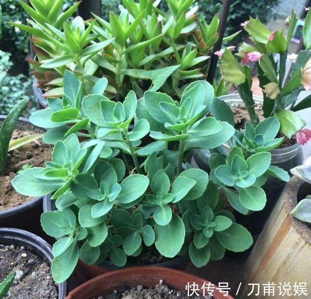 农村3种“野多肉”,见到挖2棵,肥嘟嘟做盆栽,省下“买肉钱”
