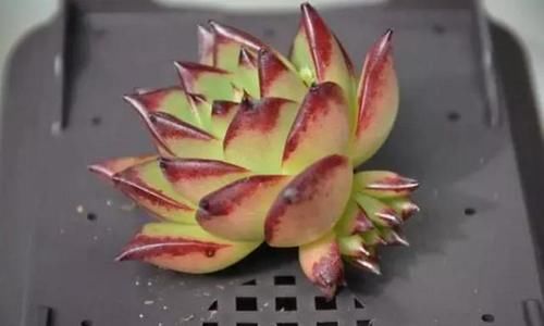 新手养无根多肉发根难!学会这2招,7到10天就生根