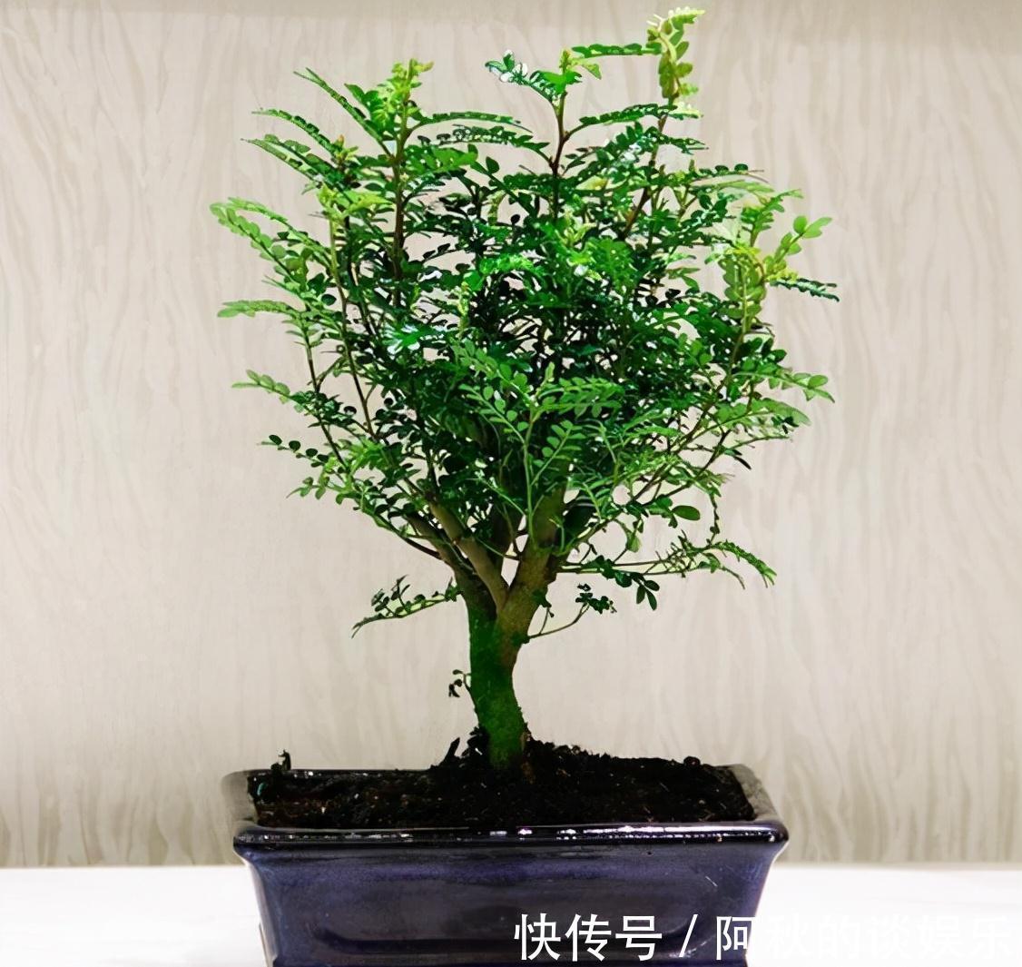 农历九月十八霜降后，养什么花？家里养3种花，前程似锦财运亨通