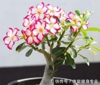 霸气|想要院子高档,就养这2种花,根茎外漏,霸气十足,身价翻倍涨!