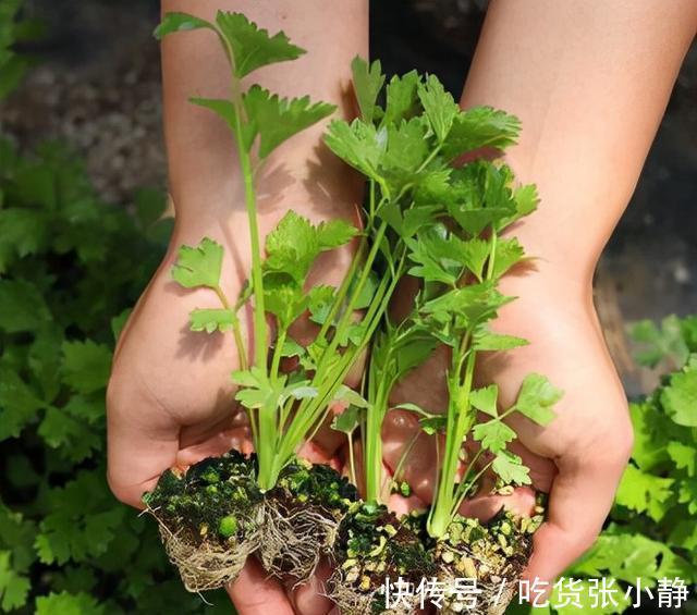 韭菜|6种绿叶菜，“菜根”不要扔，种到花盆里，20天左右就能摘着吃