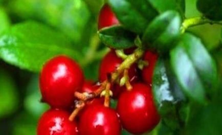 花椒芽|女性不想老太快，推荐3种食物，美白护肤，排毒养颜，延年益寿