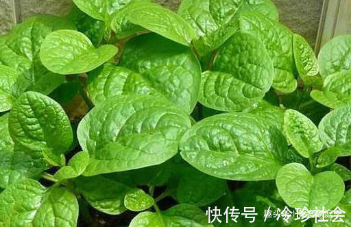 吃法|这种蔬菜“形似木耳”,菜场买来就能种,含钙高,孩子多吃长大个