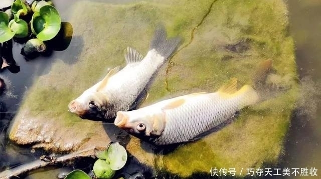 垂钓|六月份如何钓鲤鱼这三个细节没有忽视,上鱼才会更多更快