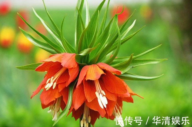 花卉|养花养个奇特的,开花很像是皇冠,养护的方法难度很小的