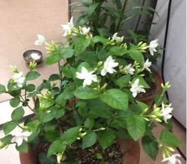 花肥|养茉莉花,“3件小事”做到位,就可以“静待花开”,且花大味香