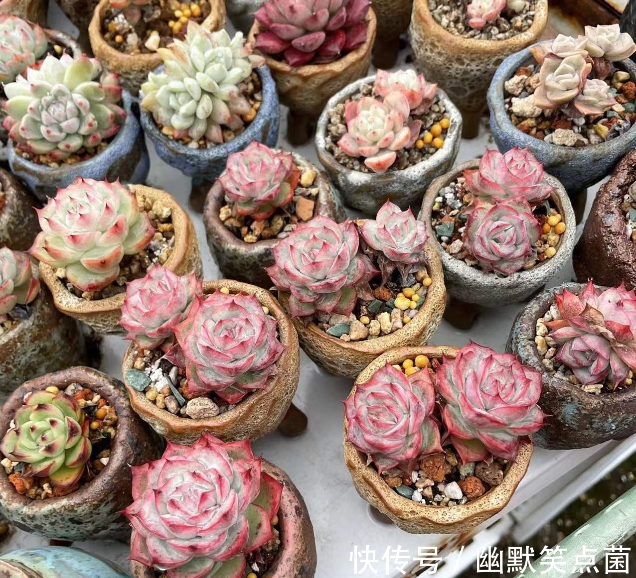 沐寒揽风，看几盆红绿肥瘦，等一春灿烂盛景