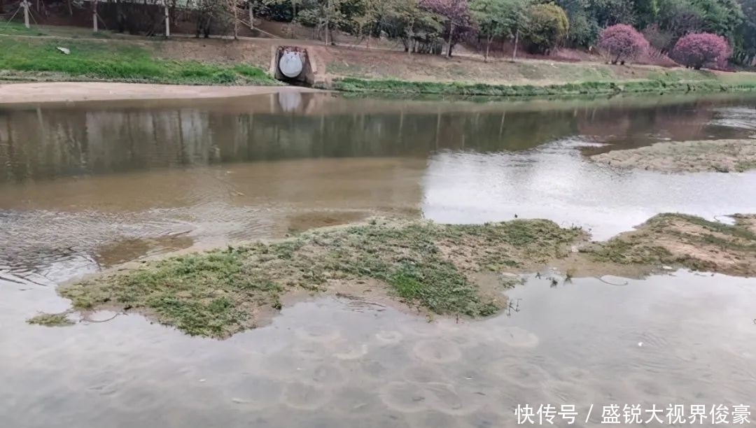 扎堆|河道“巨型罗非”扎堆,钓鱼人:三五斤起步,半天钓十几条