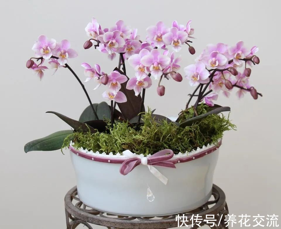 室内窗台养盆栽蝴蝶兰,掌握这5点就足够了,每年坐等看花