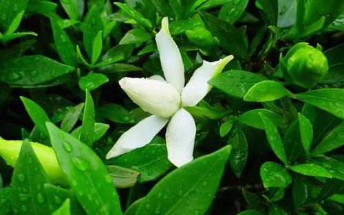 栀子花孕蕾期养护有讲究，这3个错误要避免，否则花苞掉落