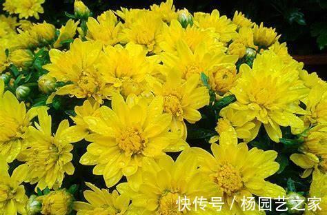 三色堇|养花试试这几款，适合养成盆栽，甚至可以养成吊盆植物