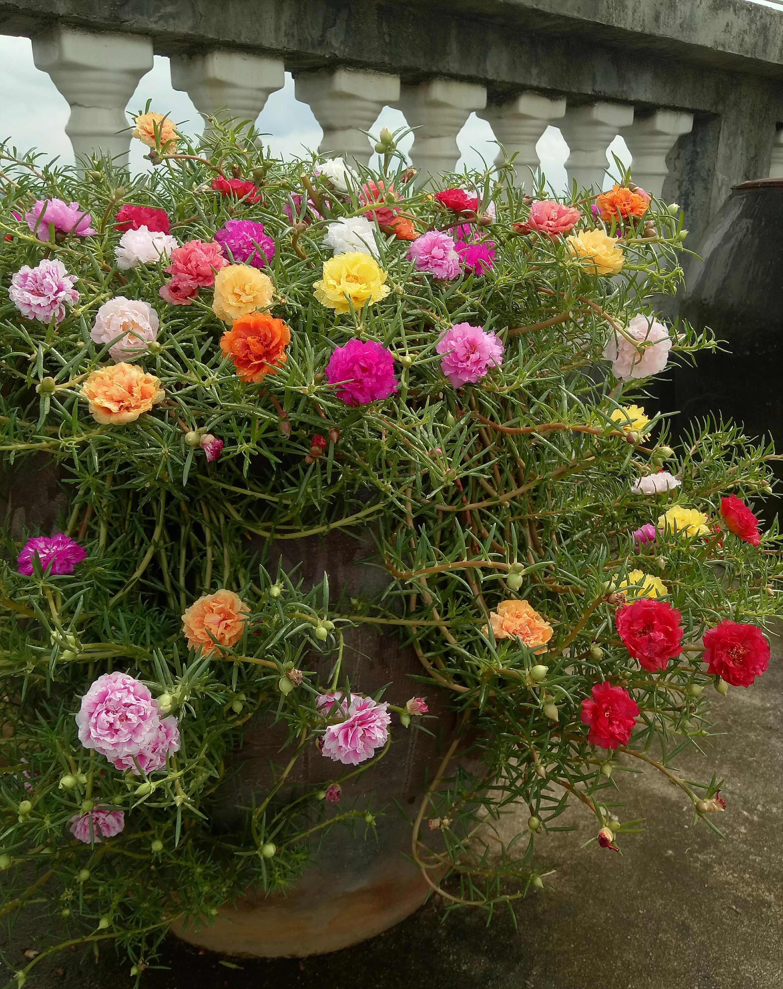 蓝雪花|5种“漂亮花”,一口气开花200天,花量巨大好养活,养一盆赚大了